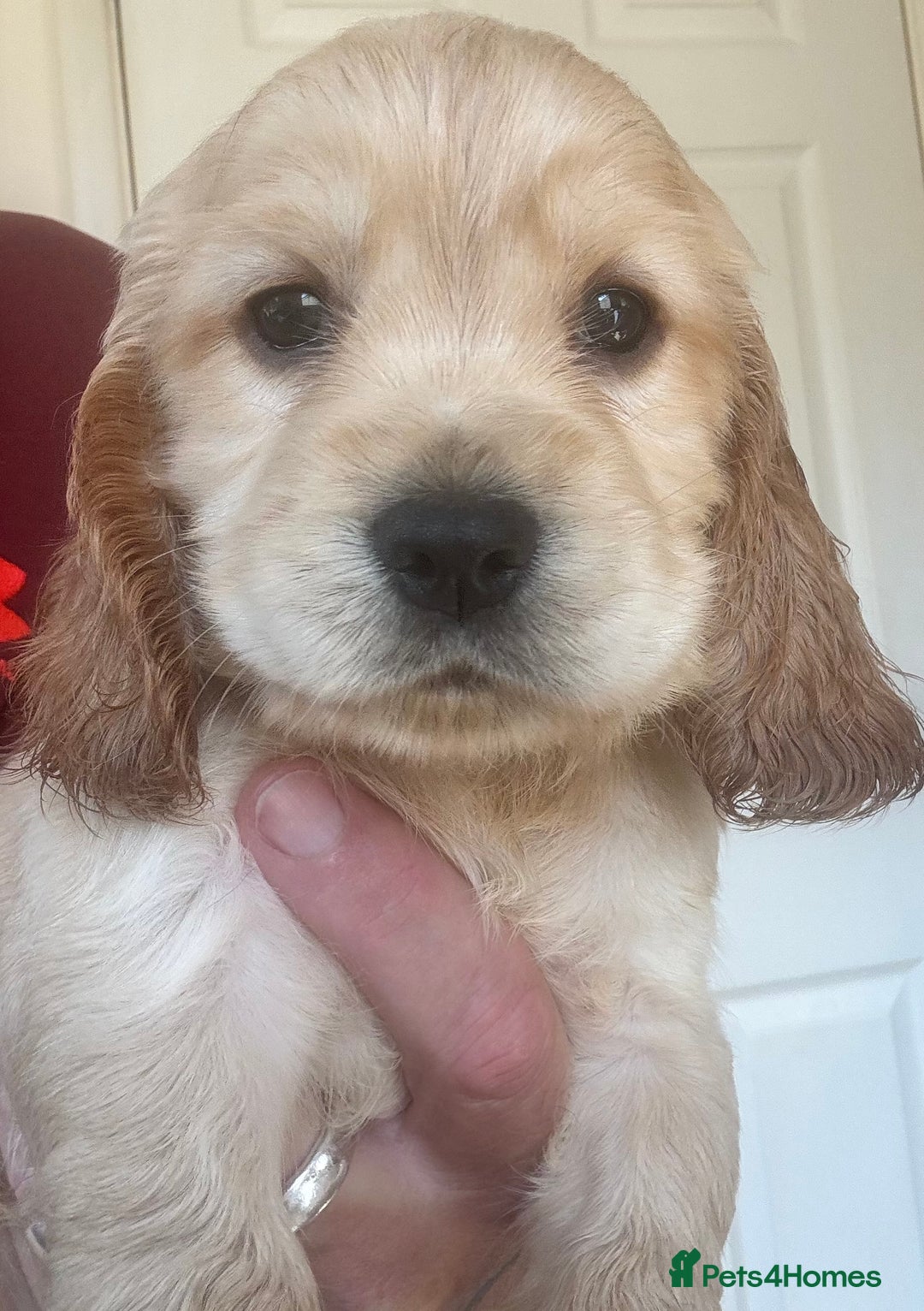 Sprocker dogs for sale: Cocker spaniel pups  - Image 6