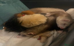 Ferret rodents for sale: Two male ferrets need gone asap! - Image 5