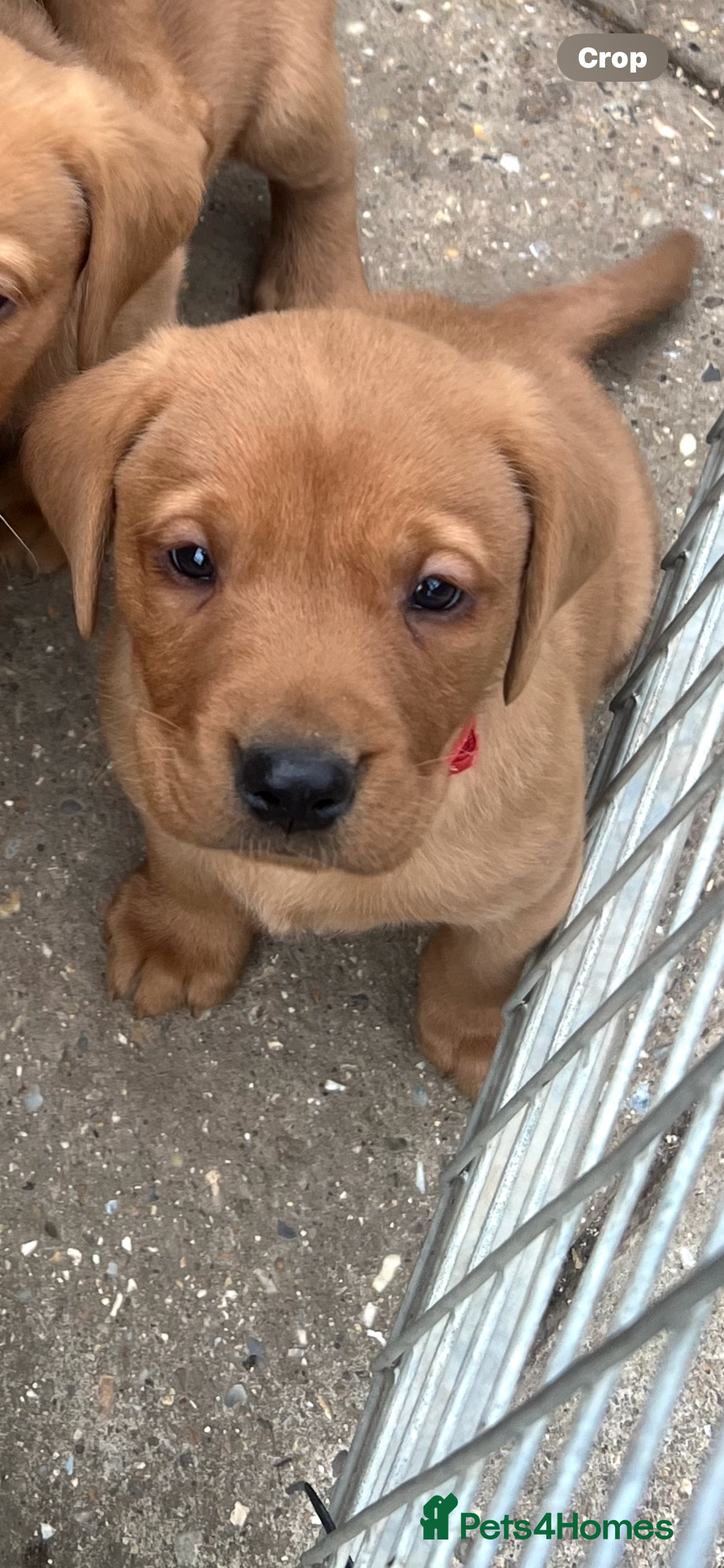 Labrador Retriever dogs for sale: Stunning Fox Red Labrador pups for sale - Advert 26