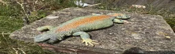 Lizard reptiles for sale: Pair uromastyx thomasi Male and Femal in London - Advert 2