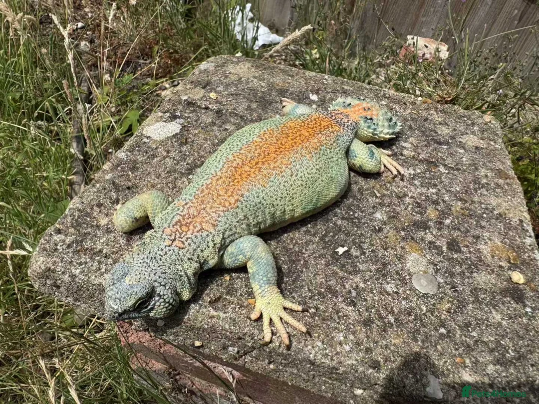 Lizard reptiles for sale: Pair uromastyx thomasi Male and Femal in London - Advert 2