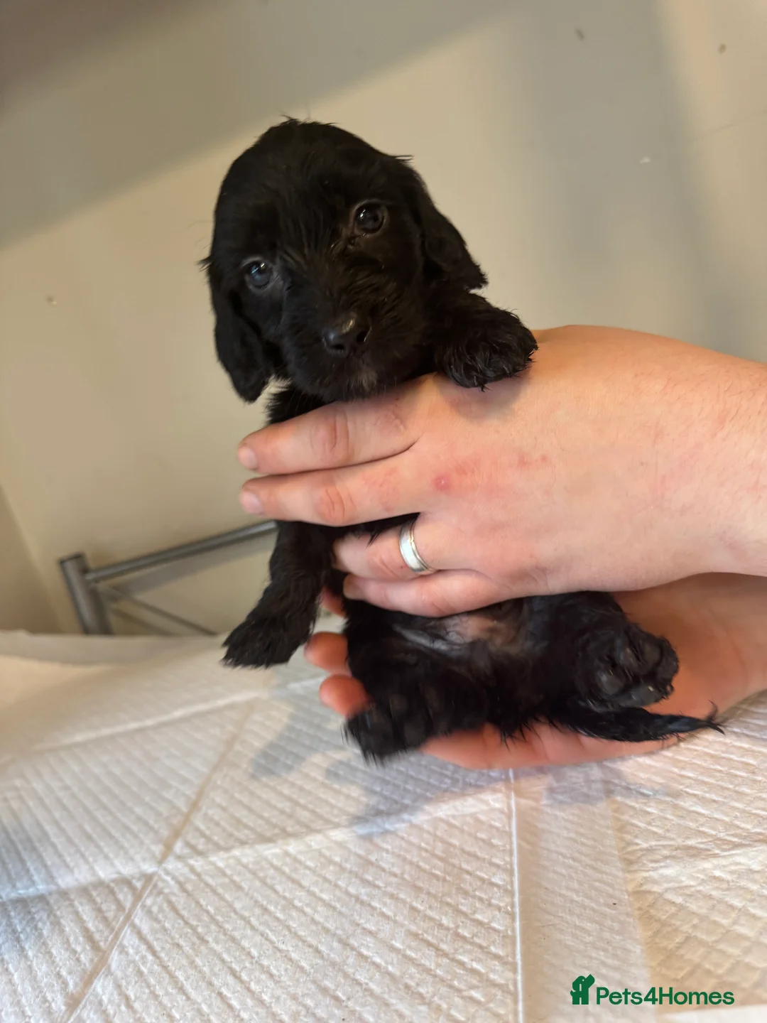 Doxiepoo dogs for sale: Doxiepoo pups  - Advert 2