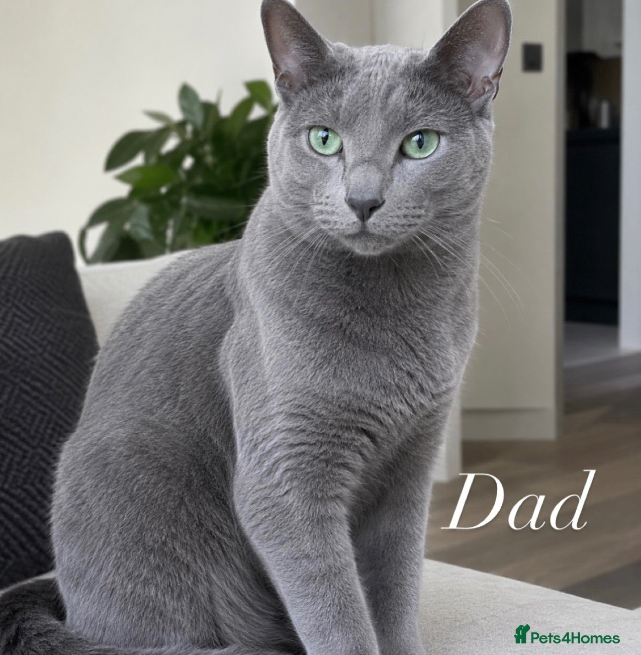 Russian Blue cats for sale: Russian blue cross with BSH - Advert 10