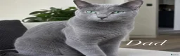 Russian Blue cats for sale: Russian blue cross with BSH in London - Advert 1