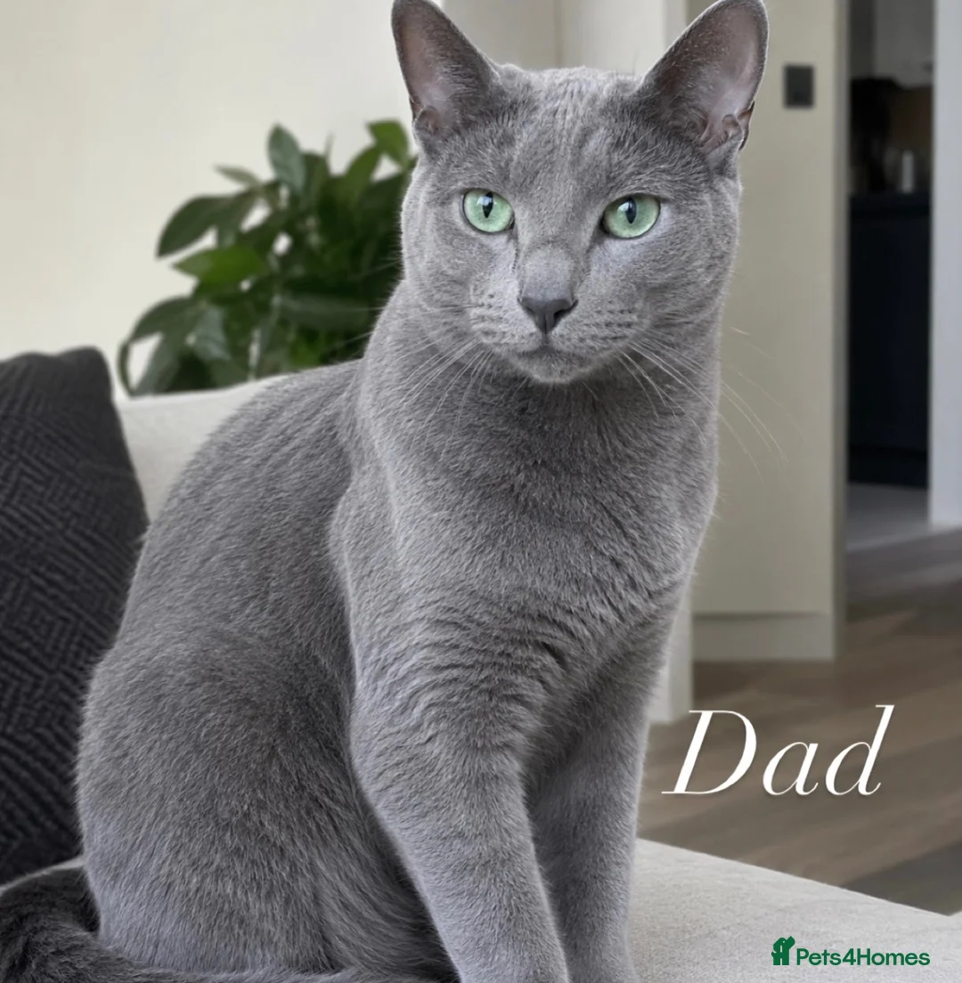 Russian Blue cats for sale: Russian blue cross with BSH in London - Advert 1