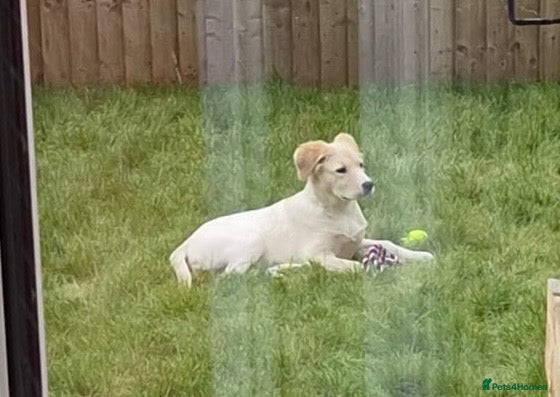 Goldador dogs Beautiful Goldador for sale - Advert 5