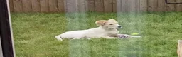 Goldador dogs for sale: Beautiful Goldador for sale in Darwen - Advert 1