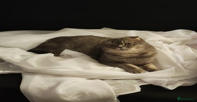 Scottish Fold cats Lovely kittens looking for new family  - Advert 11