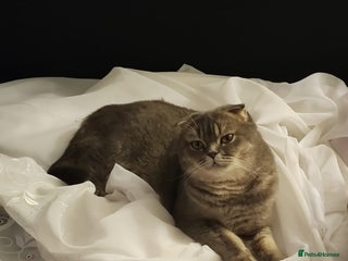 Scottish Fold cats for sale - Advert 1