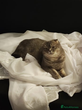 Scottish Fold cats - Advert 3