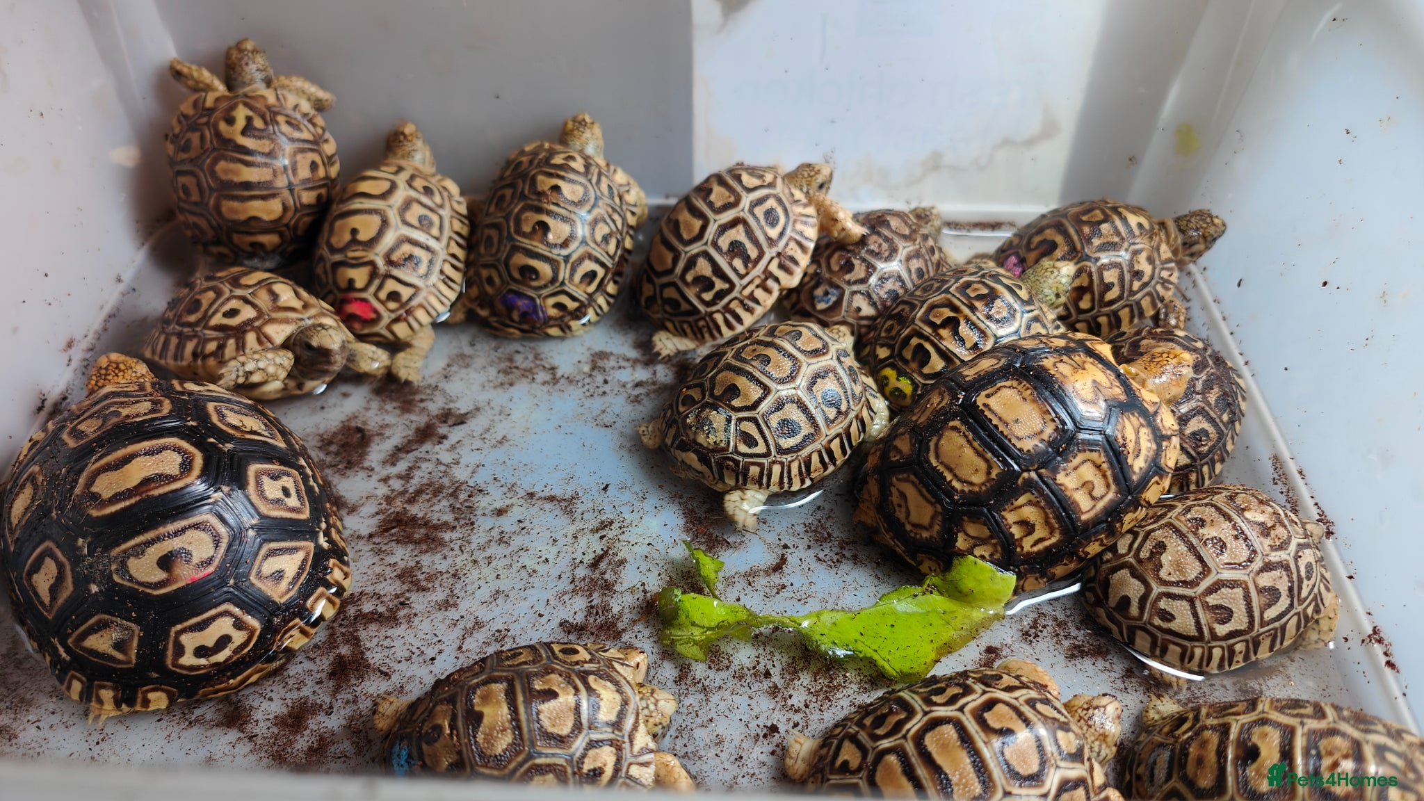 Tortoise reptiles Leopard spotted Tortoises  - Advert 8