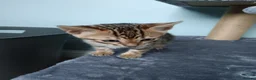 Bengal cats for sale: Tica RG pure bengels in Chesterfield - Advert 16