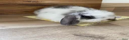 Mini Lop rabbits for sale: Beautiful pure breed mini lops girls - Advert 4