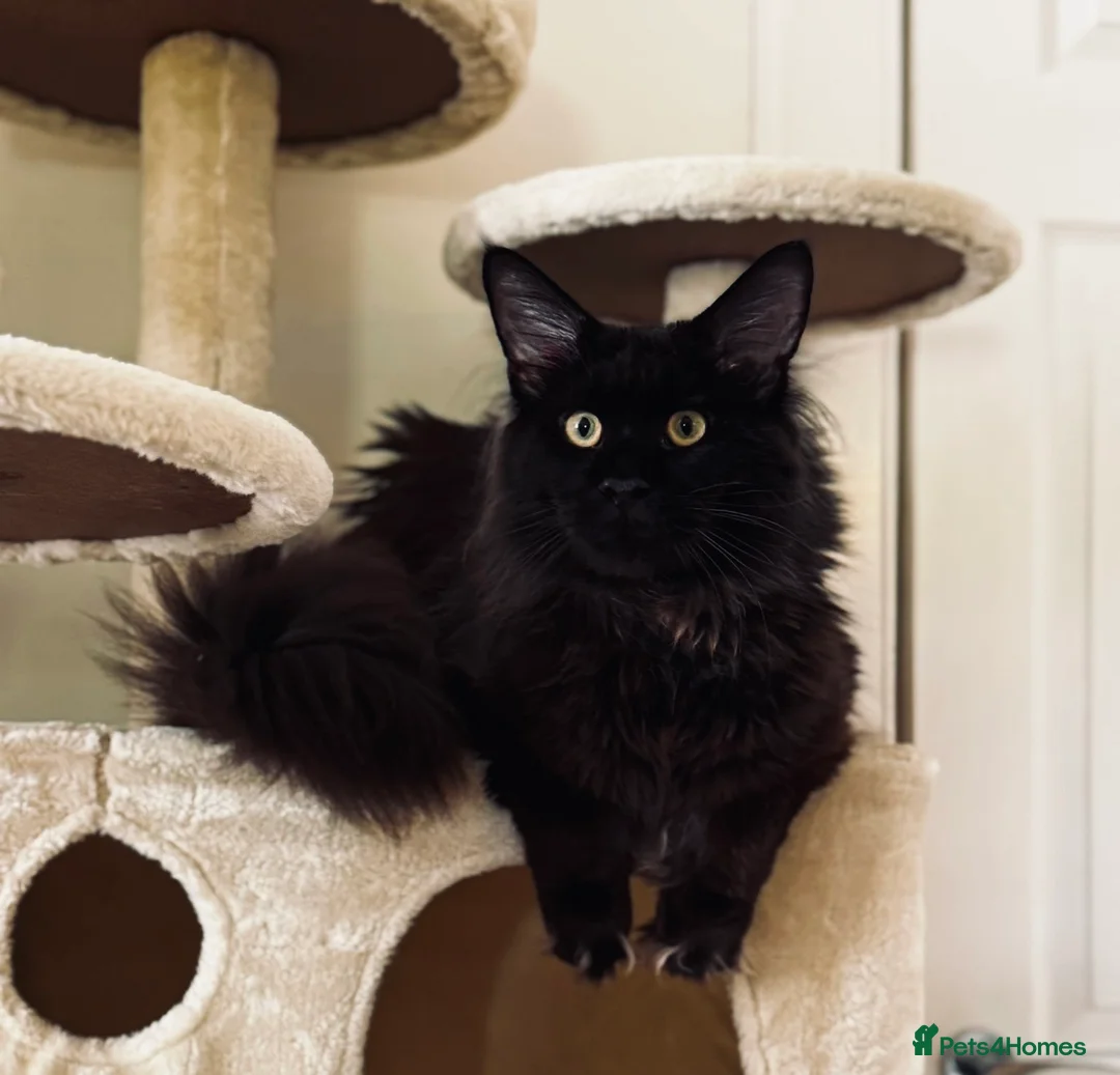 Maine Coon cats for stud: GCCF/TICA KING-SIZE STUD  in Dunfermline - Advert 14