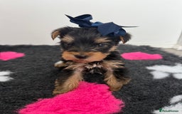 Yorkshire Terrier dogs for sale: Yorkshire Terrier Puppy 5 - 6 beautiful Yorkshire terriers  - Image 37