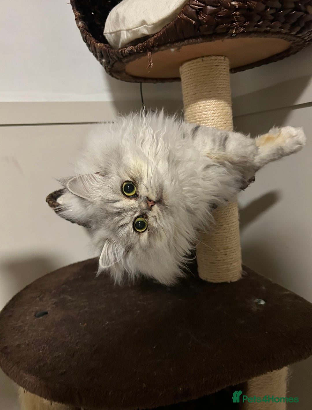 Persian cats for sale: 1 year old Persian - Advert 3