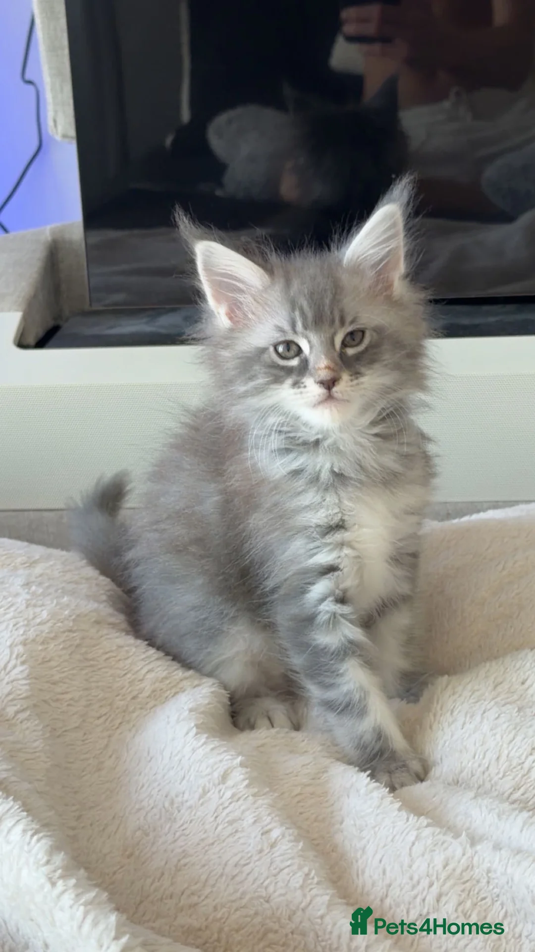 Maine Coon cats for sale: maine coon kittens  - Advert 2