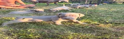 Weimaraner dogs for sale: Handsome male KC Registered Weimaraner pups  - Advert 35