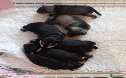 Miniature Schnauzer dogs for sale: Rockybobs Miniature Schnauzers  - Image 10