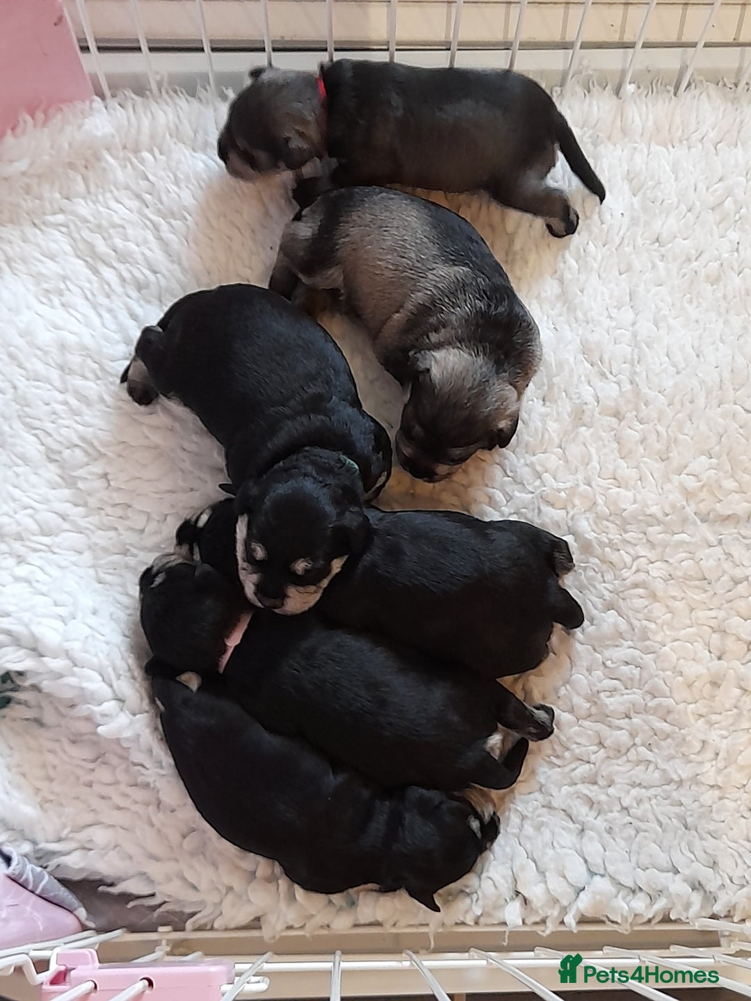 Miniature Schnauzer dogs for sale: Rockybobs Miniature Schnauzers  - Image 10