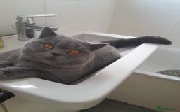 British Shorthair cats for stud: British Boy ❤️  - Image 2