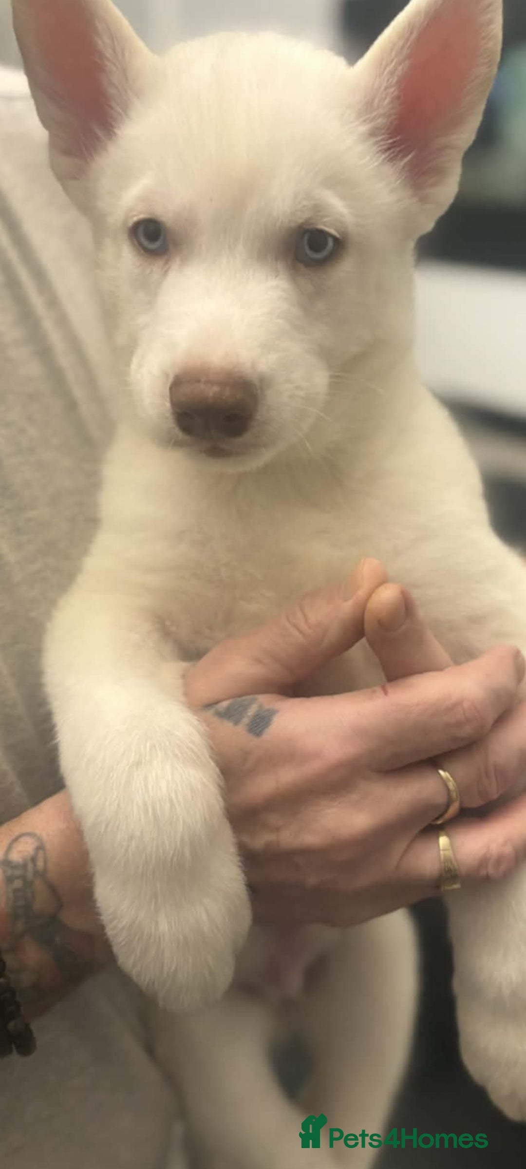 Siberian Husky dogs for sale: Siberian Husky puppies - Advert 2