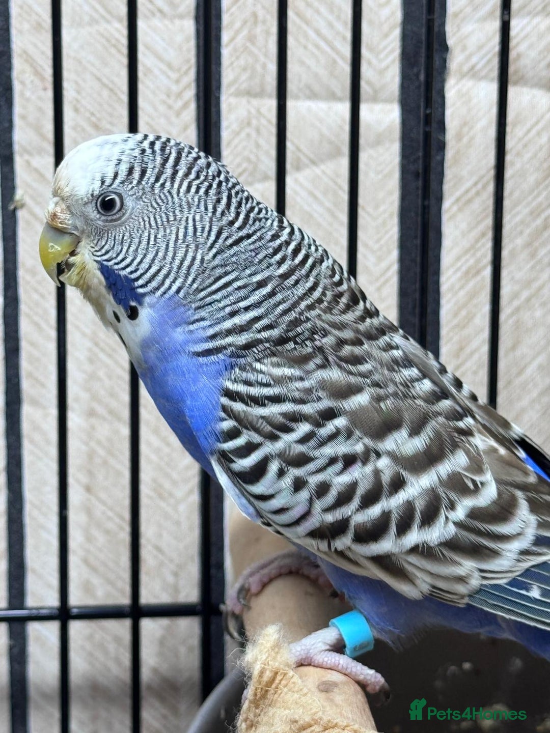 Budgerigars birds for sale: Young Black wing hen budgie for sale  - Advert 9