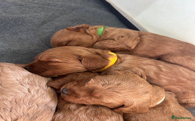 Labradoodle dogs 🐾F1b Healthy Labradoodle Puppies – Ready 18 Dec🐾 - Advert 4