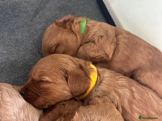 Labradoodle dogs 🐾F1b Healthy Labradoodle Puppies – Ready 18 Dec🐾 - Advert 7