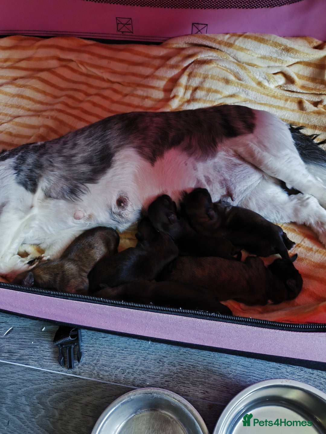 Lhasa Apso dogs for sale: Lhasa apso puppies 4 girls 💗2 boys 🩵 - Image 1