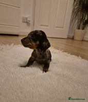 Miniature Dachshund dogs - Advert 9