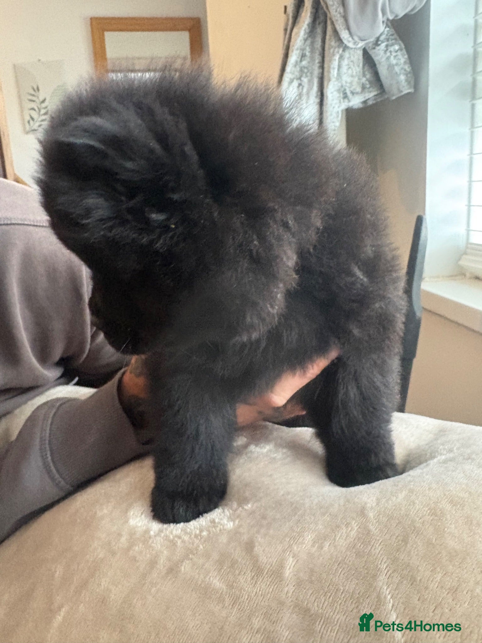 Chow Chow dogs READY now 🩷🩷💙🩷🩷 - Advert 1
