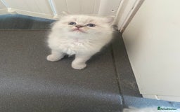 Ragdoll cats for sale: Gccf registered 3 boys left can deliver  - Image 7