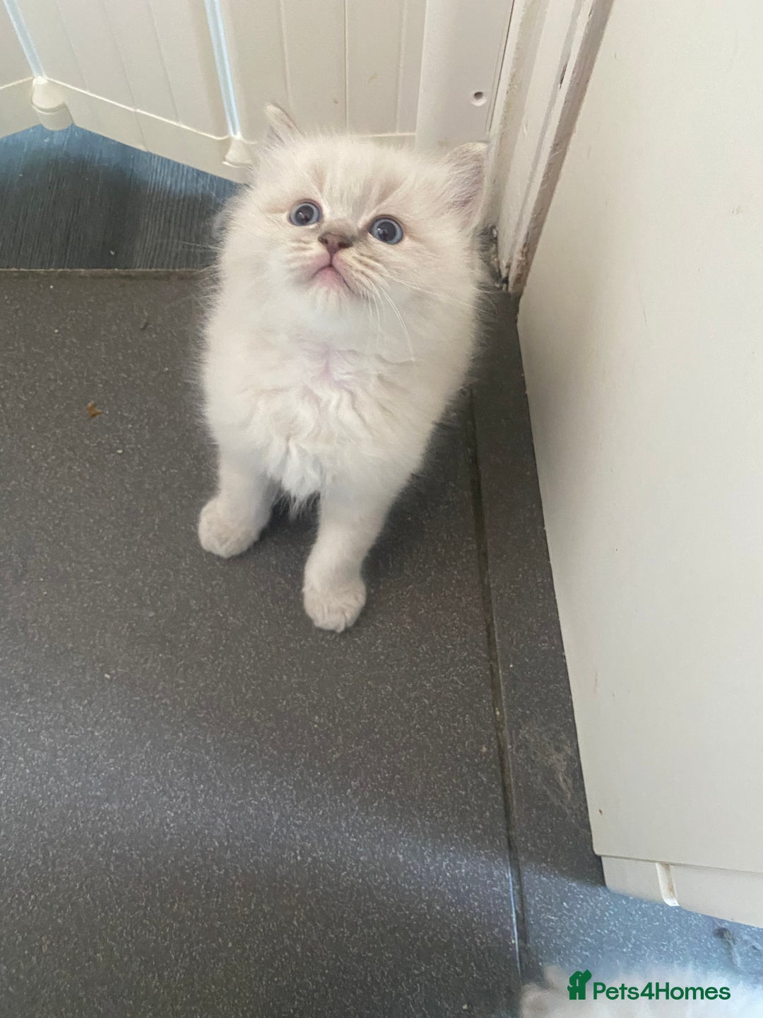 Ragdoll cats for sale: Gccf registered 3 boys left can deliver  - Image 7