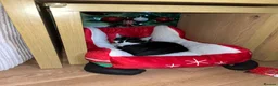 Domestic Shorthair cats for sale: 🐾 Loving Home Wanted for Our Cat 🐾 - Advert 5