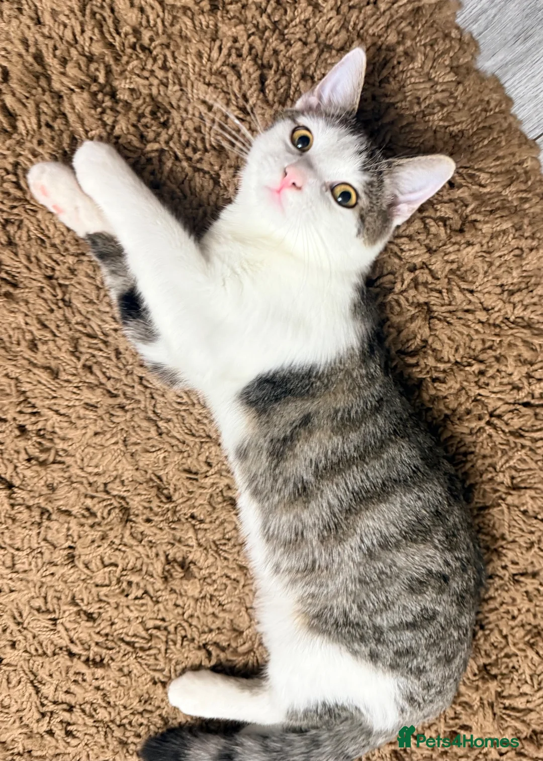 Domestic Shorthair cats for sale: Beautiful Domestic Short Hair  in Leicester - Advert 10