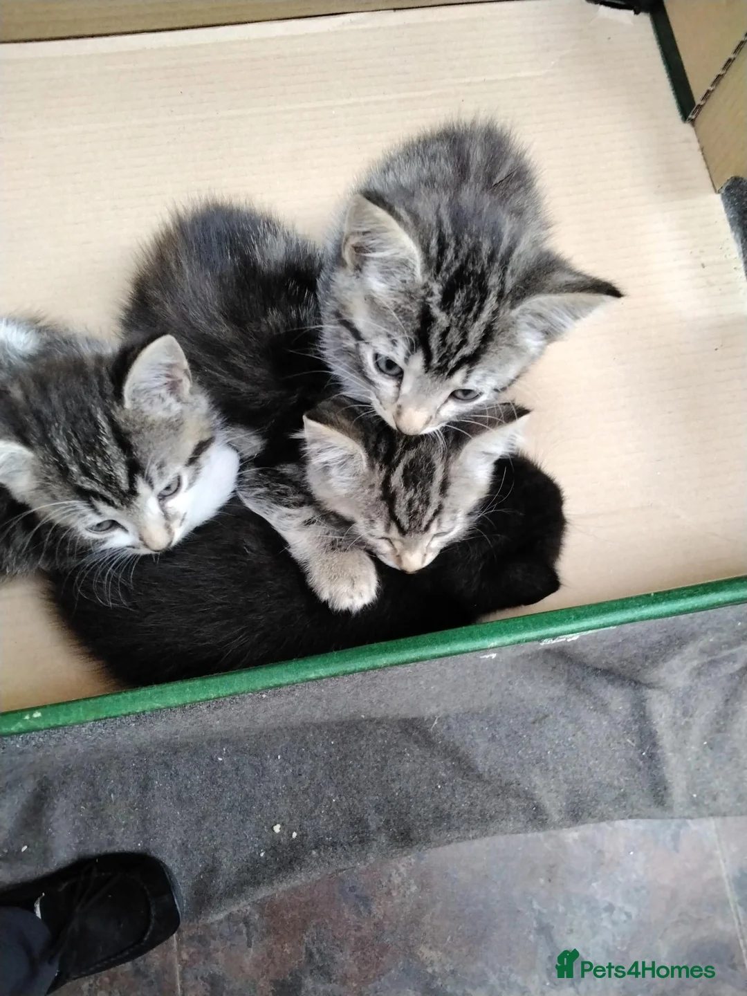 Mixed Breed cats for sale: Beautiful playful kittens  - Advert 1