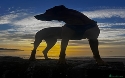 Rhodesian Ridgeback dogs for stud: Rhodesian Ridgeback Stud – Proven & Healthy in Paignton - Image 8