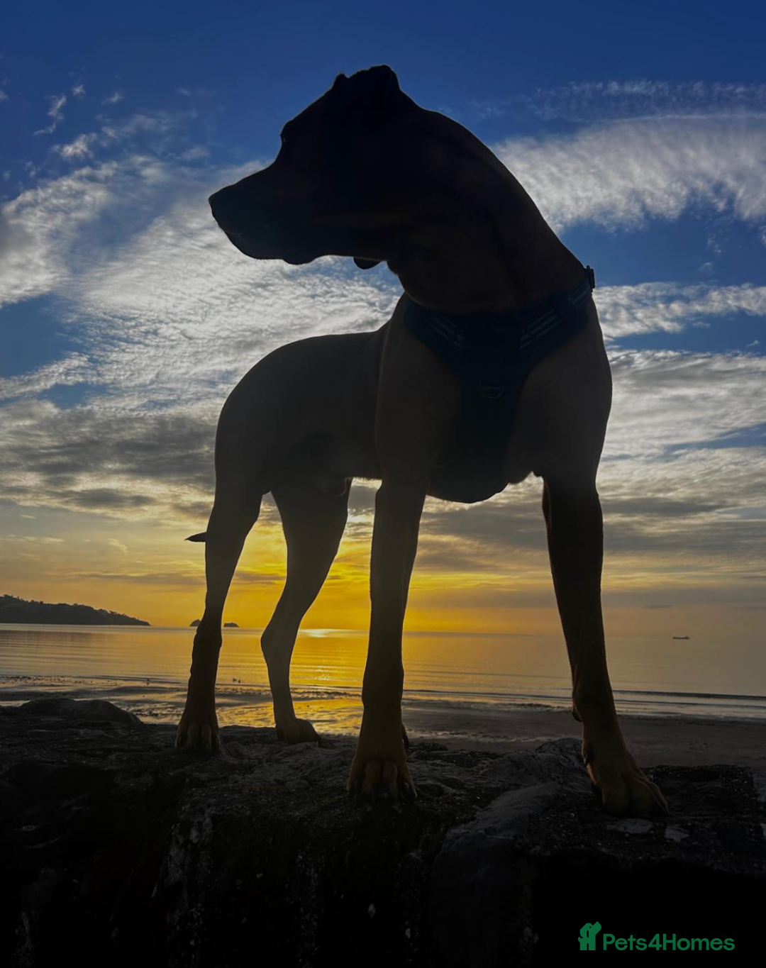 Rhodesian Ridgeback dogs for stud: Rhodesian Ridgeback Stud – Proven & Healthy in Paignton - Image 8