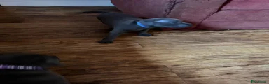 Staffordshire Bull Terrier 2