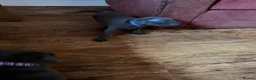 Staffordshire Bull Terrier dogs for sale: Blue and Black Staffies in Deeside - Advert 11