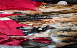 Maine Coon cats for sale: Active female maincoon gccf and tica - Image 16
