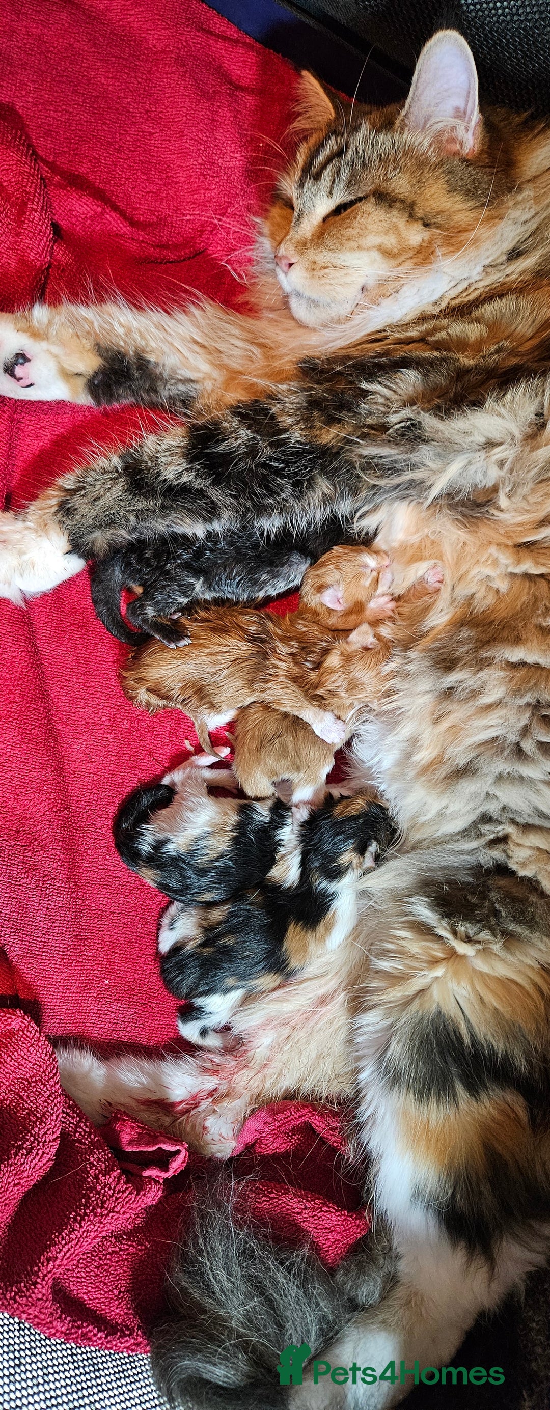Maine Coon cats for sale: Active female maincoon gccf and tica - Image 16