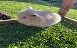 Mini Lion Lop rabbits for sale: Male rabbits ready now  - Advert 11