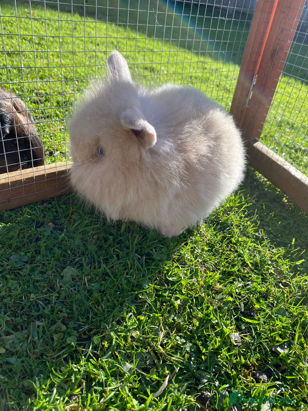 Mini Lion Lop rabbits for sale: Male rabbits ready now  - Advert 11