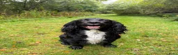 Cocker Spaniel dogs for sale: Working Cocker Spaniel  - Advert 10