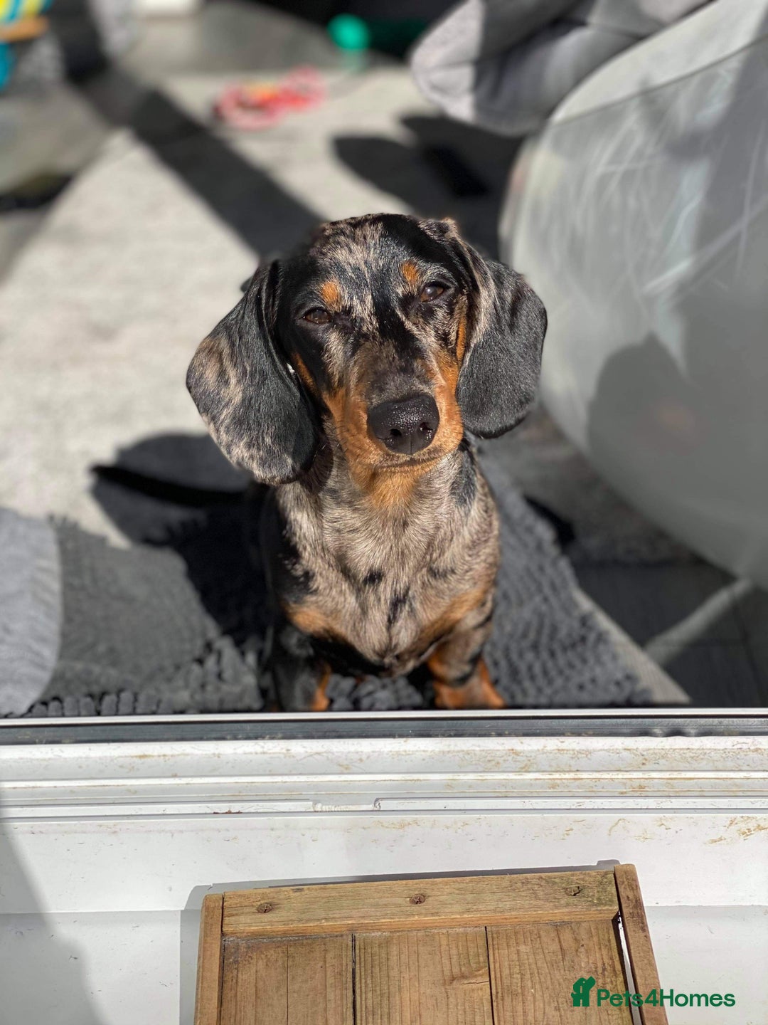 Miniature Dachshund dogs for stud: PROVEN-KC STUD minature smooth haired dachshund in Catterick Garrison - Image 5