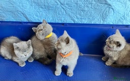 British Shorthair cats for sale: GCCF registered ChampionBloodline 5GENpedigree BSH - Image 22