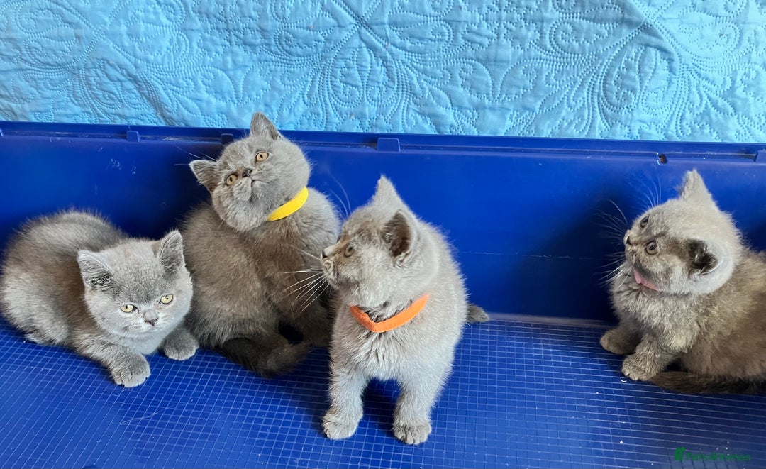 British Shorthair cats for sale: GCCF registered ChampionBloodline 5GENpedigree BSH - Image 22