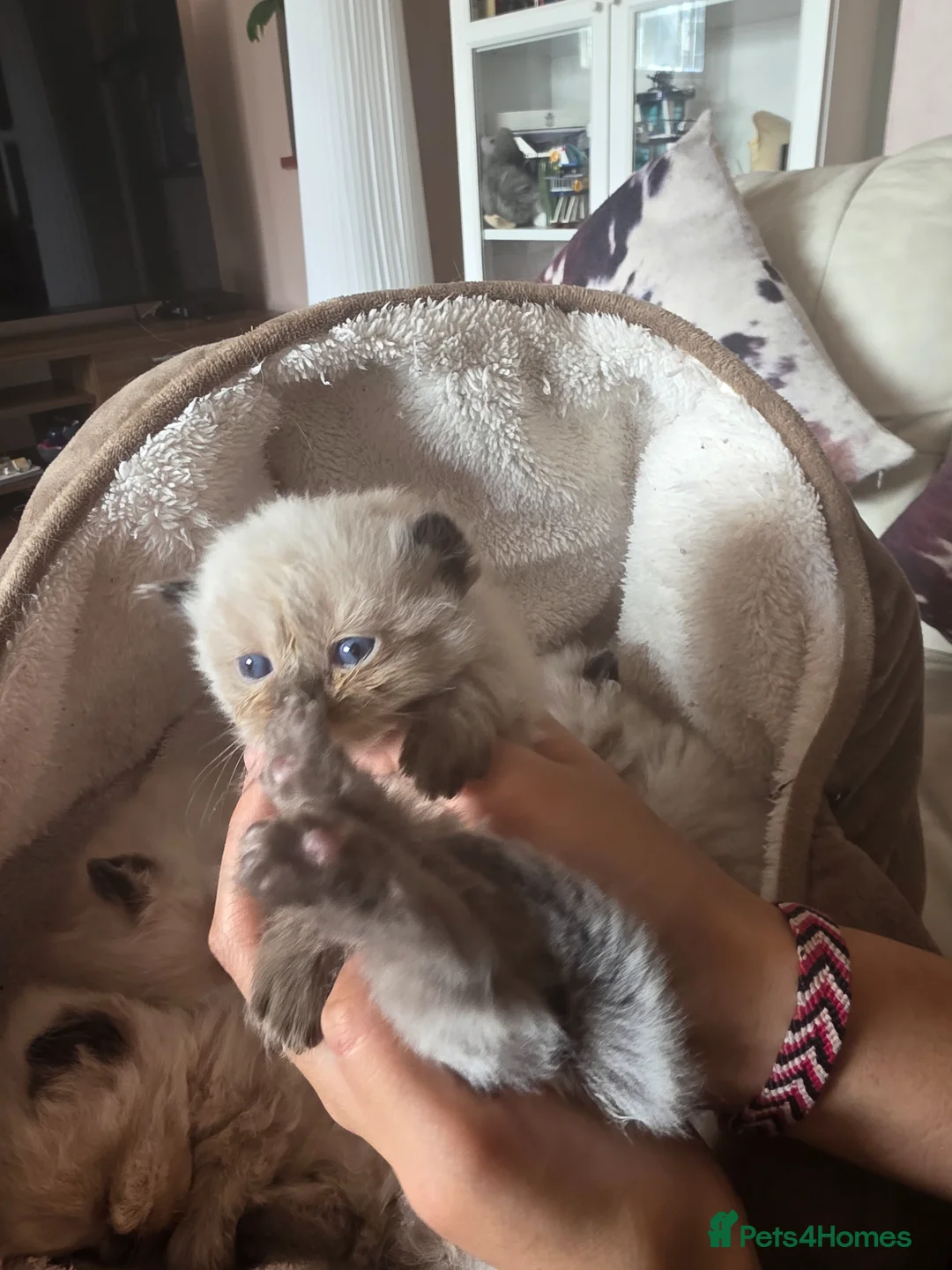 Persian cats for sale: Persian kitten for sale - Advert 2